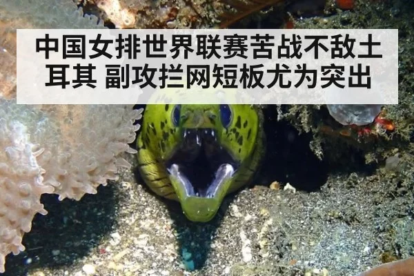 中国女排世界联赛苦战不敌土耳其 副攻拦网短板尤为突出